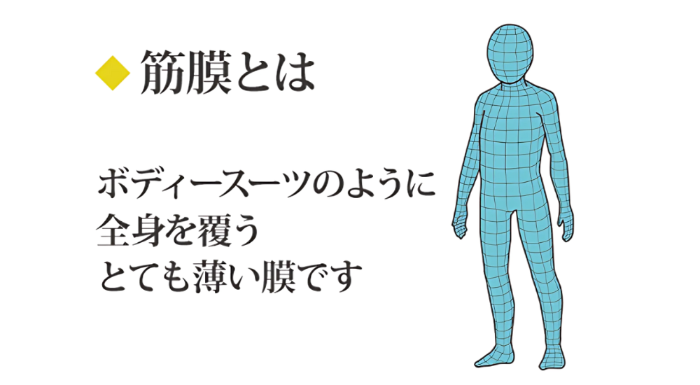 北浦和で肩こり改善におすすめの整体院-北浦和肩こり専門整体院の筋膜と筋膜リリースについて‐画像2
