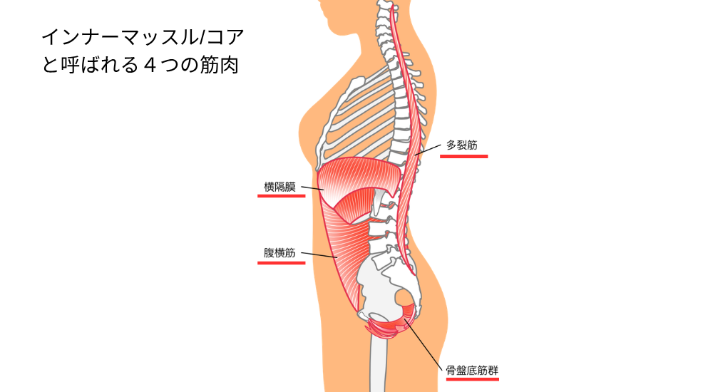 人体の側面シルエットに骨格と筋肉を合わせたイラストで、【インナーマッスル・コア（横隔膜・腹横筋・多裂筋・骨盤底筋群周辺）】が赤く強調されており、これら4つの筋肉が連動して体幹の安定（腹腔内圧の維持）やブレない正しい姿勢を支えるメカニズムを解説している様子。体の使い方説明や筋肉の解説時に積極的に使用してください。
