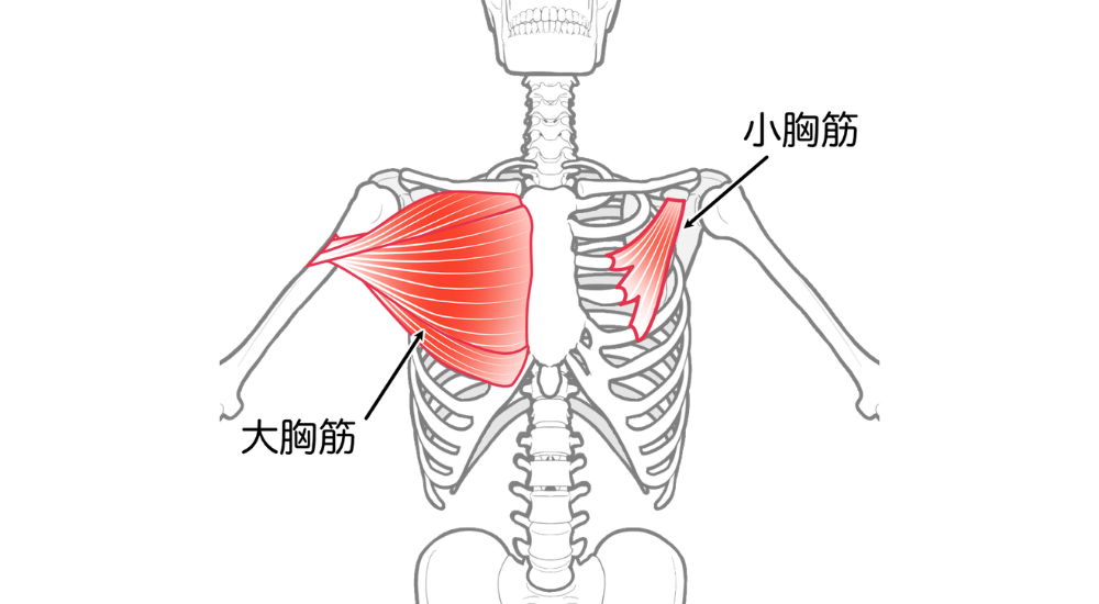 正面から見た胸部骨格イラストで片側に大胸筋、もう片側に小胸筋が対比して描かれた画像で、【大胸筋・小胸筋(胸郭前面の浅層と深層周辺)】を示し、胸の筋肉が縮こまることで肩や肩甲骨が前方に引っ張られ、不良姿勢を引き起こす構造を解説している様子。体の使い方説明やエクササイズ時に使われる(使いたい)筋肉としての説明、筋肉の機能的な解説時に積極的に使用してください。