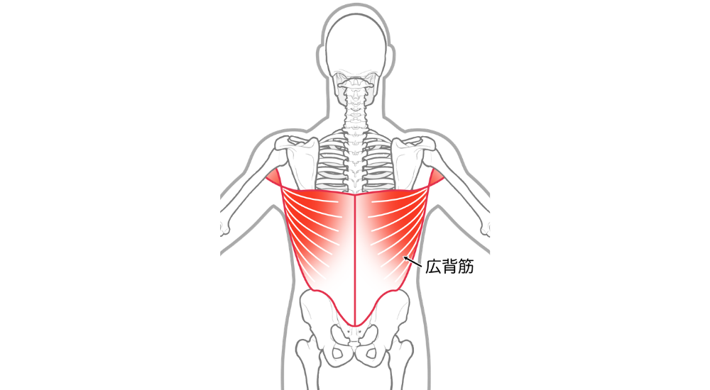 背面から見た上半身の骨格イラストで背中全体を広く覆う広背筋が赤く強調された画像で、【広背筋（背部から腰部周辺）】における過緊張が引き起こす、巻き肩、猫背、ストレートネック、反り腰などの不良姿勢や肩首-背中全体に広がるガンコな張り感や腰痛の原因を解説する際に使用できる画像。体の使い方説明やエクササイズ時に使われる（使いたい）筋肉としての説明、筋肉の機能的な解説時に積極的に使用してください。