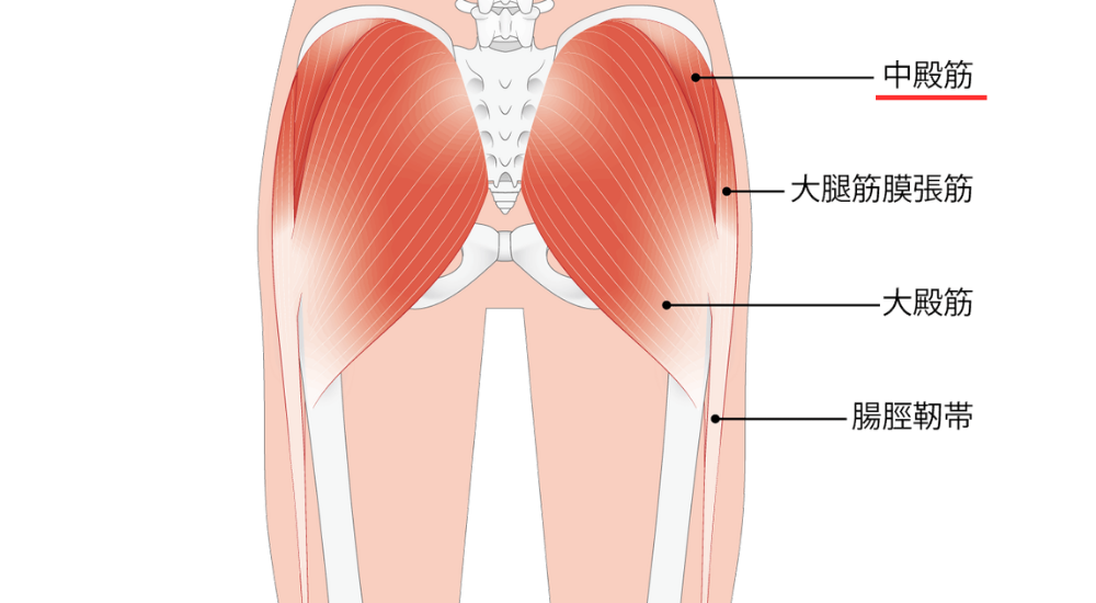 後面から見た骨盤と太もものイラストで、お尻の側面上部にある中殿筋に赤いアンダーラインが引かれ強調されている画像で、【中殿筋(骨盤側面周辺)】の機能不全による片足立ちや歩行時の骨盤のグラつき、体が横に揺れて歩くことで生じる股関節外側の痛みや膝痛のメカニズムを解説している様子。体の使い方説明や筋肉の解説時に積極的に使用してください。