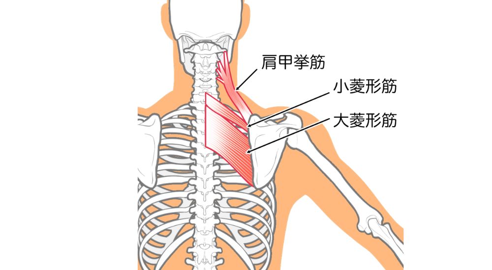 背面から見た上半身の骨格イラストで肩甲骨の内側から首にかけての深層筋が赤く強調された画像で、【肩甲挙筋・大菱形筋・小菱形筋（肩甲骨内側・頸部周辺）】を示し、デスクワークなどで肩甲骨が外側に開いたまま固まることで生じる、肩甲骨間のガンコな痛みや背中の強張りを解説している様子。体の使い方説明やエクササイズ時に使われる（使いたい）筋肉としての説明、筋肉の機能的な解説時に積極的に使用してください。