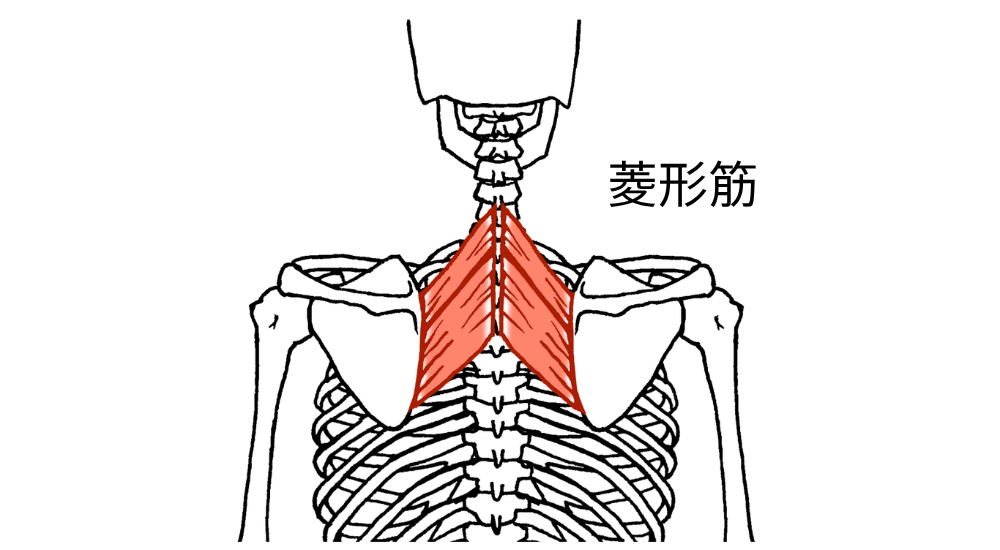 背面から見た上半身の骨格イラストで左右の菱形筋が赤く強調された画像で、【菱形筋(肩甲骨内側周辺)】がデスクワークなどで引き伸ばされて硬くなることで生じる、肩甲骨間のガンコなこりや背中の丸まりの原因を解説している様子。体の使い方説明やエクササイズ時に使われる(使いたい)筋肉としての説明、筋肉の機能的な解説時に積極的に使用してください。